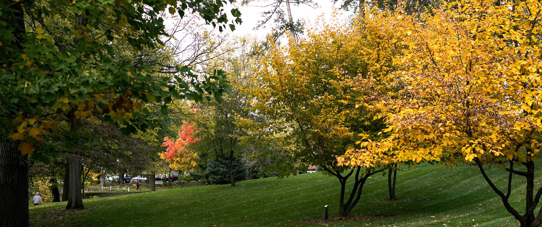 Trees on Doane 克里特岛 Campus